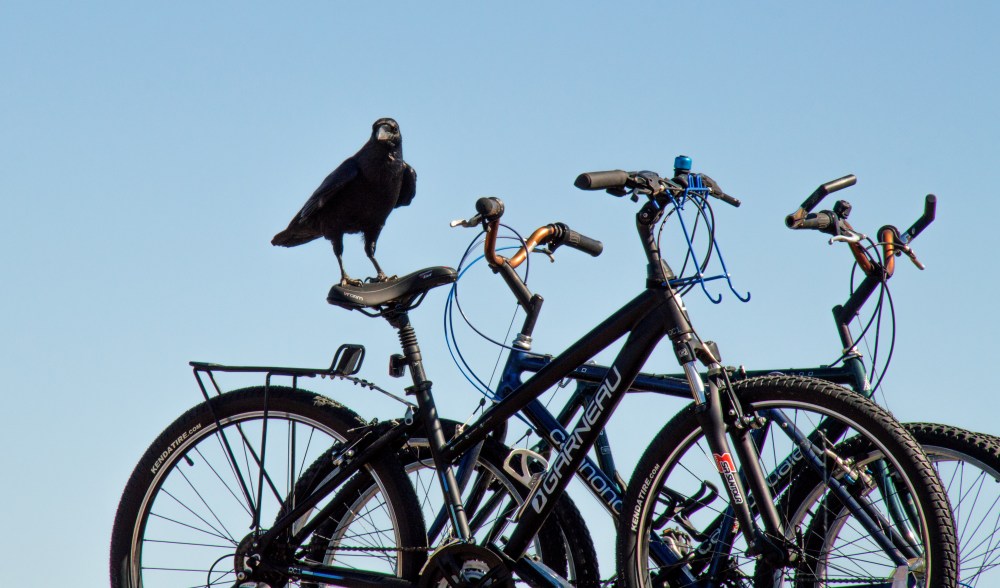 A Raven with a sense of humor!