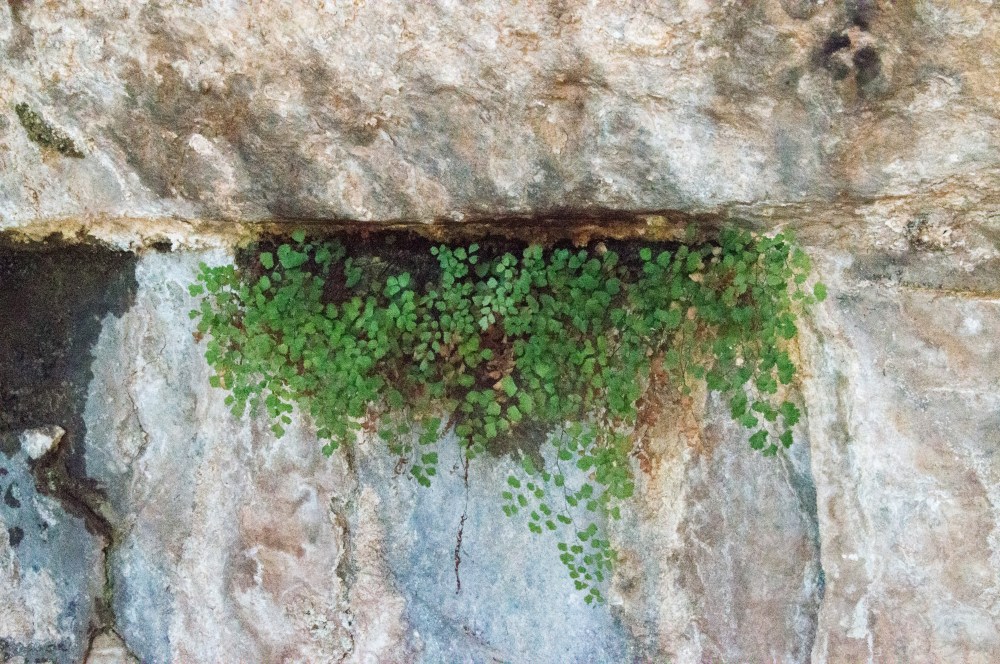 Under the rocks where angel hair grows