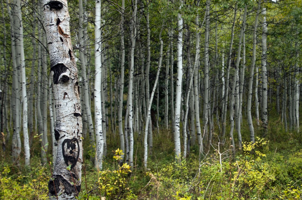 2017 September Alpine Loop Heber Utah_09 28 17_3450_edited-1