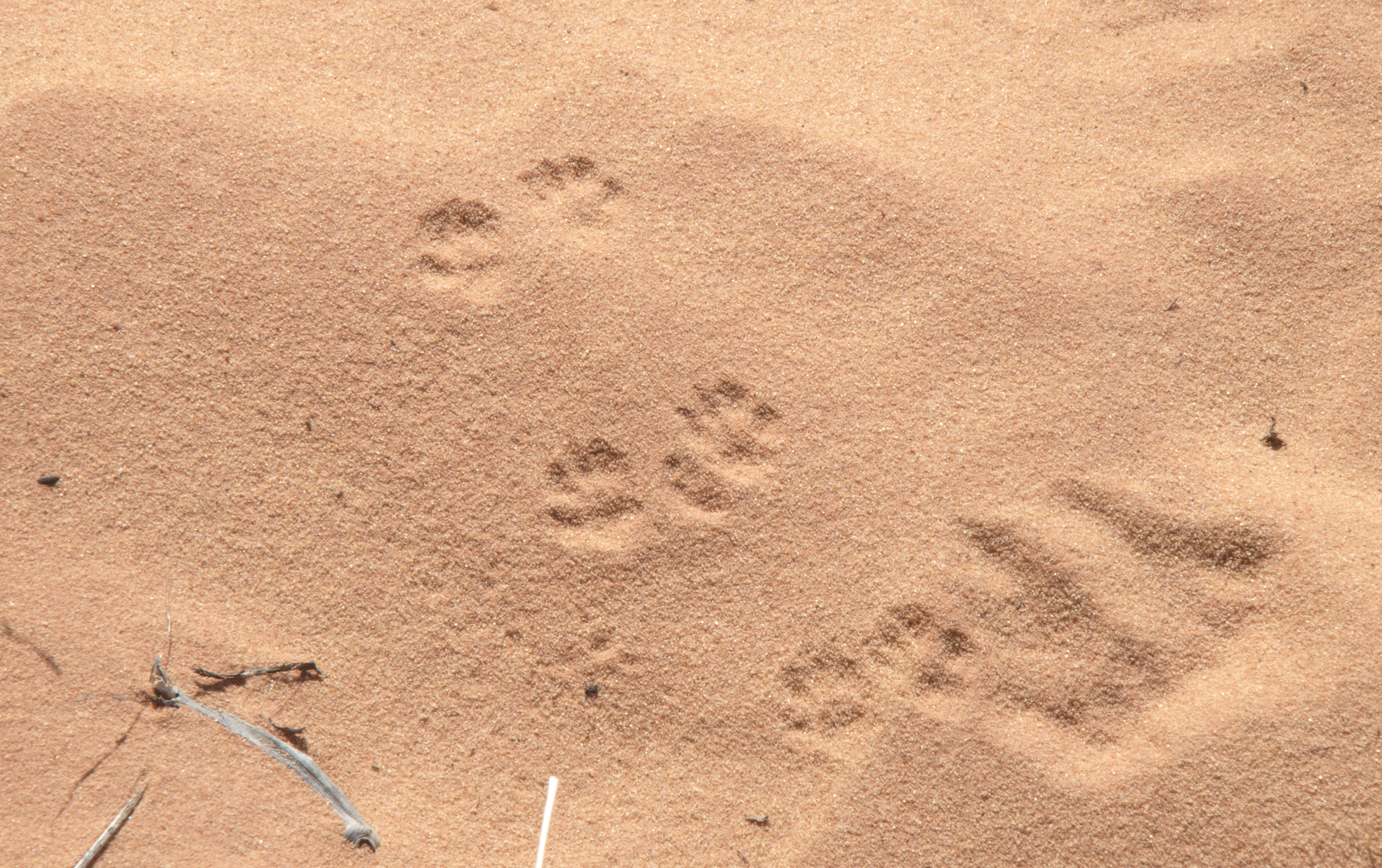 Valley of Fire State Park, Nevada_11 01 17_4812_edited-1