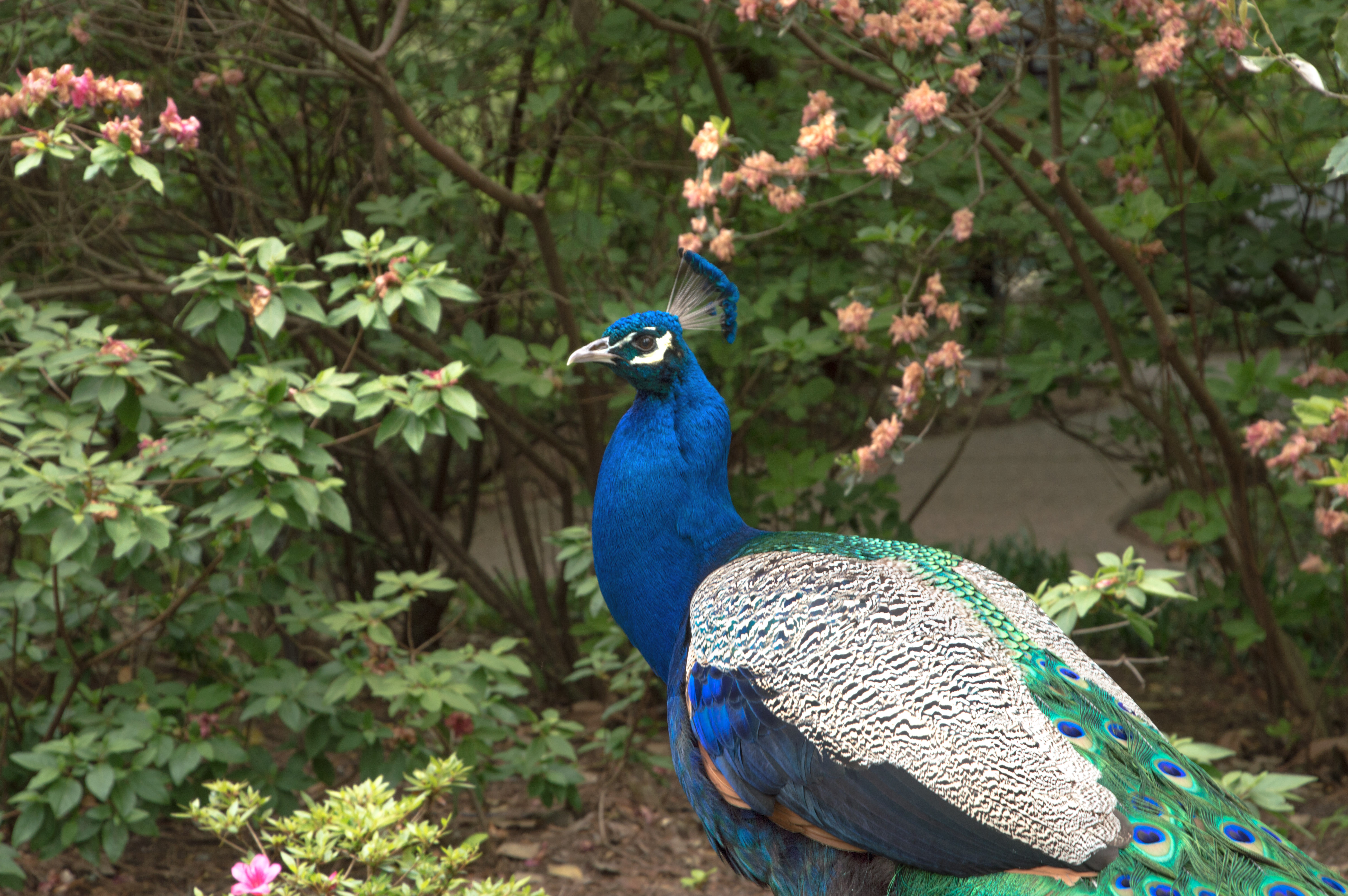 2018 April Hot Springs &amp; Garvan Woodland Gardens_04 21 18_6321_edited-1